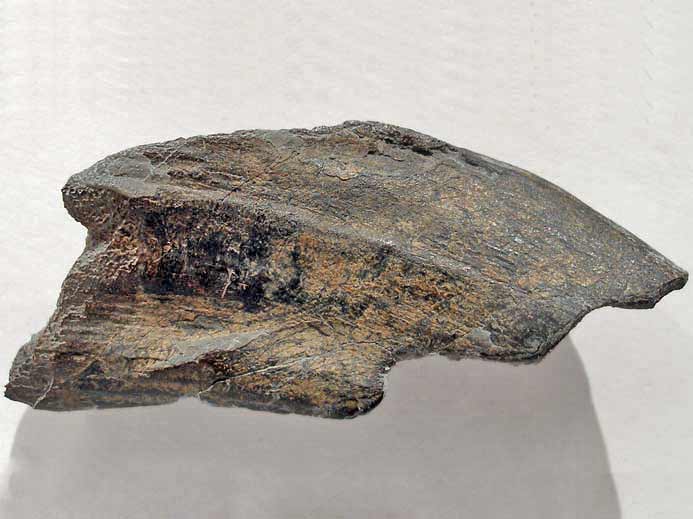 Dentition mandibulaire d'Ischyodus egertoni  crte masticatrice bifide fossile jurassique Boulonnais