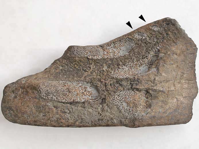 Dentition palatine d'Ischyodus egertoni  triturateurs additionnels fossile jurassique Boulonnais