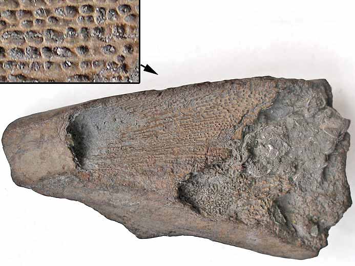 Dentition palatine d'Ischyodus egertoni  triturateurs additionnels fossile jurassique Boulonnais