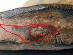 Ischyodus : Dentition mandibulaire droite tratologique fossile jurassique Boulonnais