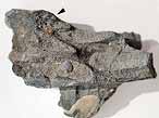 Ischyodus : Dentition palatine  triturateur additionnel fossile jurassique Boulonnais