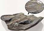 Ischyodus : Dentition mandibulaire droite  crte masticatrice bifide fossile jurassique Boulonnais