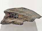 Ischyodus : Dentition mandibulaire droite  crte masticatrice bifide fossile jurassique Boulonnais