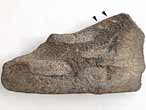 Ischyodus : Dentition palatine  triturateur additionnel fossile jurassique Boulonnais