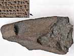 Ischyodus : Dentition palatine  triturateur additionnel fossile jurassique Boulonnais