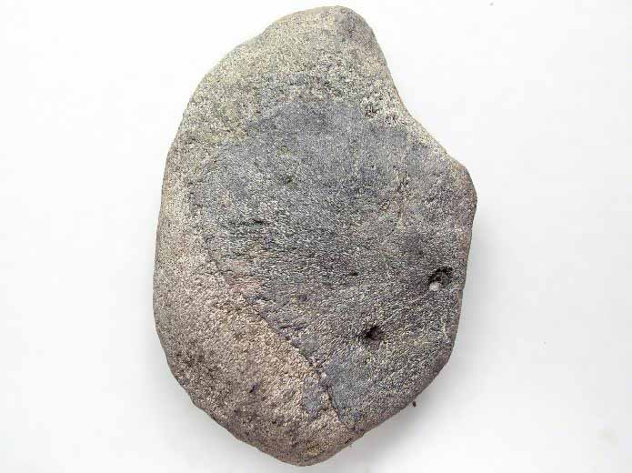 Coracoide de Reptile fossile du jurassique Boulonnais