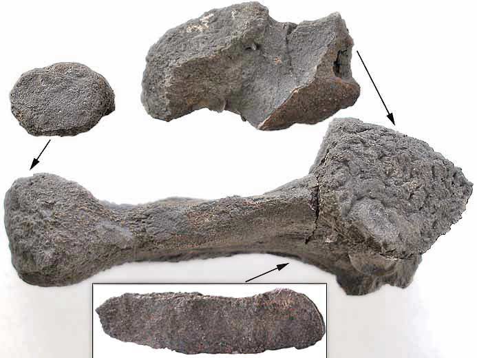 Coracoide de crocodile fossile jurassique Boulonnais