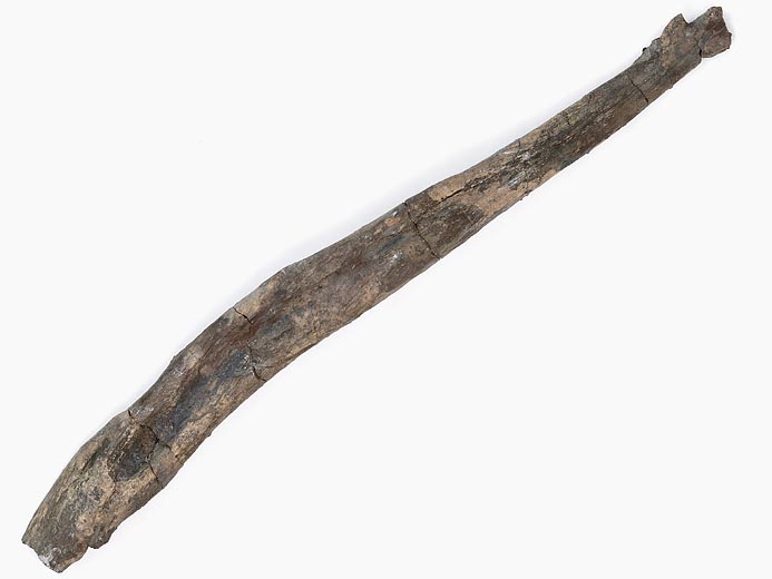 Reptile : clavicule fossile jurassique Boulonnais