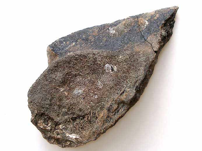 Dentition mandibulaire Chimre Ischyodus(?) fossile jurassique Boulonnais