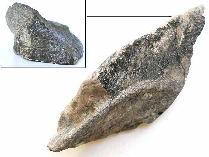 Dentition mandibulaire Chimre Ischyodus(?) fossile jurassique Boulonnais