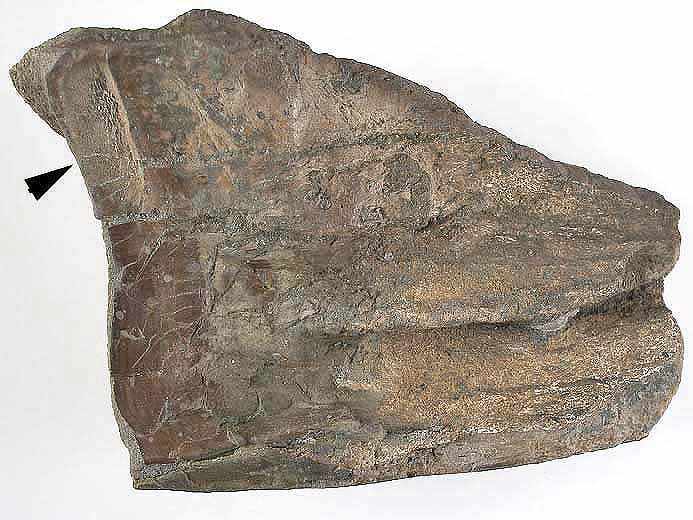 dentition chimre fossile jurassique Boulonnais