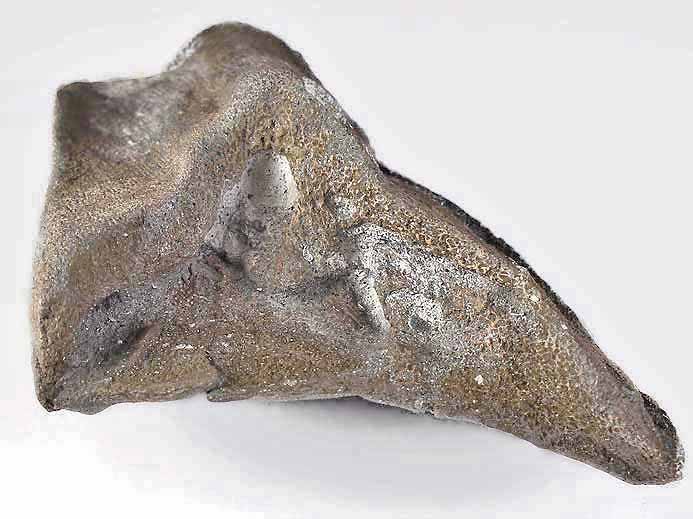 dentition chimre fossile jurassique Boulonnais
