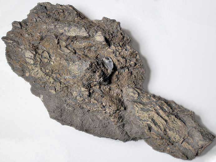 Dentition chimre indtermine fossile jurassique Boulonnais