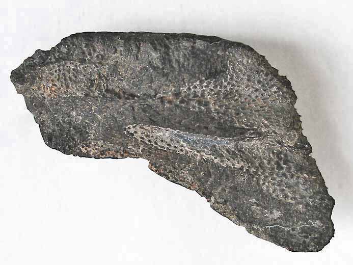 dentition palatine chimre fossile jurassique Boulonnais