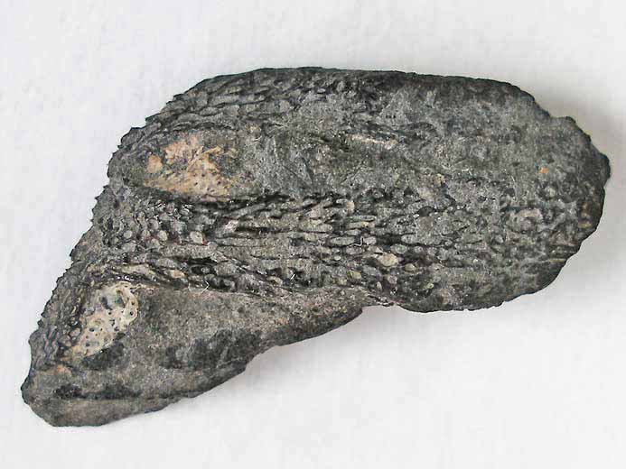 dentition palatine chimère fossile jurassique Boulonnais