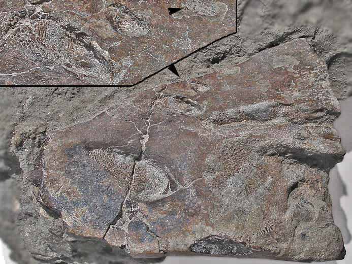 dentition chimre fossile jurassique Boulonnais