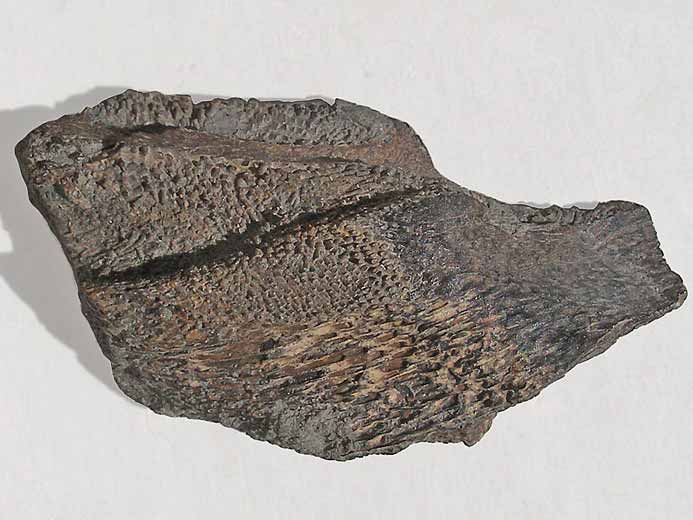 Chimre Ischyodus(?) Dentition mandibulaire fossile jurassique Boulonnais