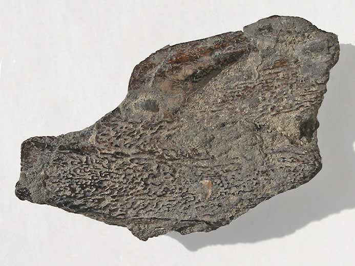 Chimre Ischyodus(?) Dentition mandibulaire fossile jurassique Boulonnais