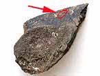 Dentition mandibulaire fossile de Chimre Ischyodus? du jurassique Boulonnais