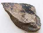 Dentition mandibulaire fossile de Chimre Ischyodus? du jurassique Boulonnais