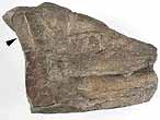 Dentition palatine fossile de Chimre du jurassique Boulonnais