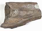 Dentition palatine fossile de Chimre du jurassique Boulonnais