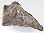 Dentition palatine fossile de Chimre du jurassique Boulonnais