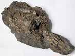 Dentition fossile de Chimre du jurassique Boulonnais