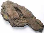 Dentition fossile de Chimre du jurassique Boulonnais