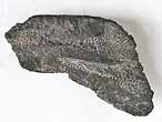 Dentition fossile de Chimre du jurassique Boulonnais