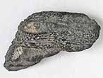 Dentition fossile de Chimre du jurassique Boulonnais