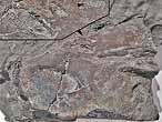 Dentition mandibulaire fossile de Chimre du jurassique Boulonnais