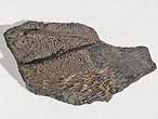 Dentition mandibulaire fossile de Chimre Ischyodus? du jurassique Boulonnais