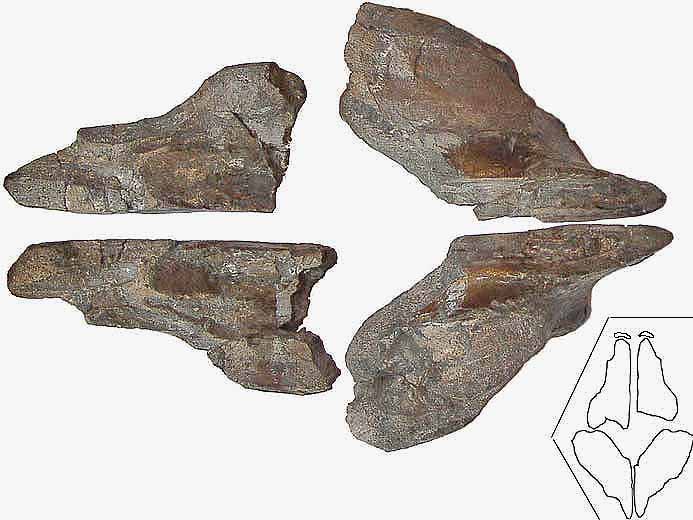 image dentition chimre Ischyodus fossile jurassique Boulonnais