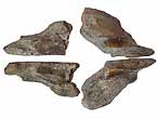 Dentitions fossiles de Chimres Ischyodus egertoni du jurassique Boulonnais COPYRIGHT P.TITREN