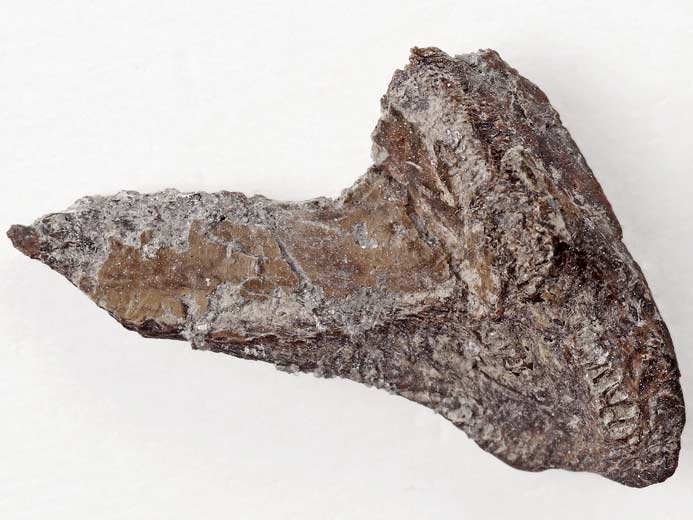 dentition palatine de Ganodus sp fossile jurassique du Boulonnais