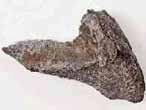 Dentition palatine fossile de Chimre Ganodus du jurassique Boulonnais