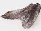 Dentition palatine fossile de Chimre Ganodus du jurassique Boulonnais