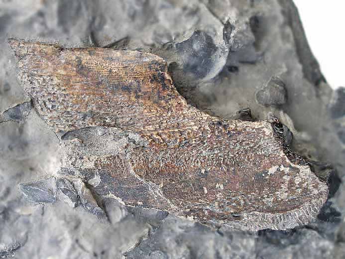 dentition chimre Ischyodus fossile jurassique Boulonnais