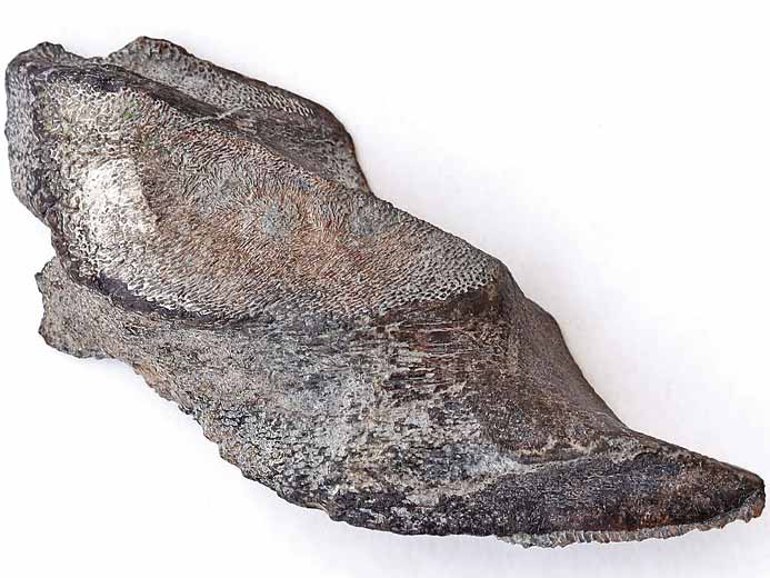 Dentition chimre Ischyodus fossile jurassique Boulonnais