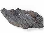 Dentition mandibulaire fossile de Chimre Ischyodus du jurassique Boulonnais