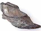 Dentition mandibulaire fossile de Chimre Ischyodus egertoni du jurassique Boulonnais