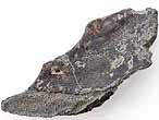 Dentition mandibulaire fossile de Chimre Ischyodus egertoni du jurassique Boulonnais