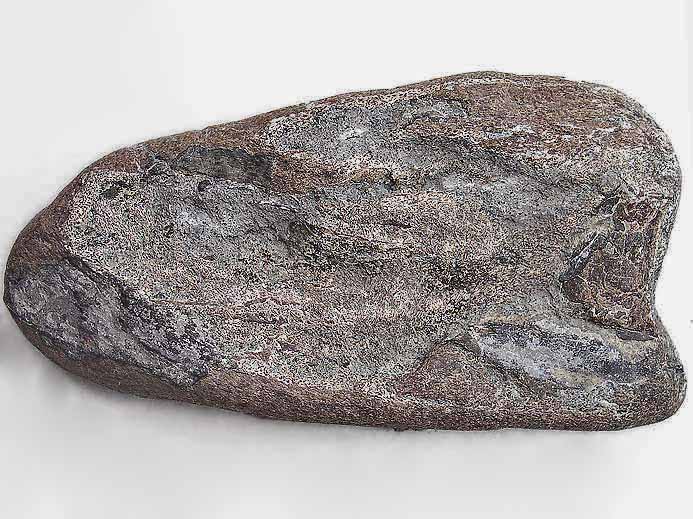 Photo dentition chimre Ischyodus fossile jurassique Boulonnais