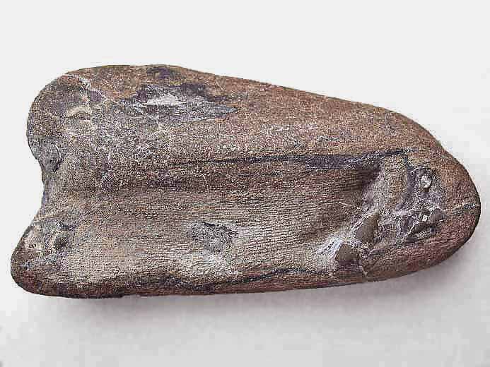 Photo dentition chimre Ischyodus fossile jurassique Boulonnais