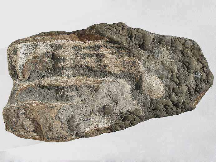 Photo dentition chimre Ischyodus fossile jurassique Boulonnais