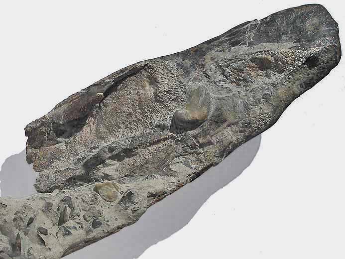 dentition chimre fossile jurassique Boulonnais
