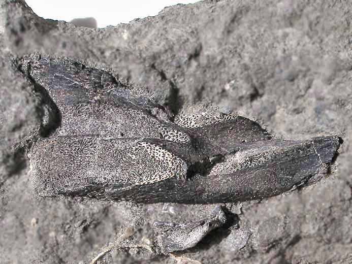 dentition palatine d'Ischyodus egertoni jurassique du Boulonnais