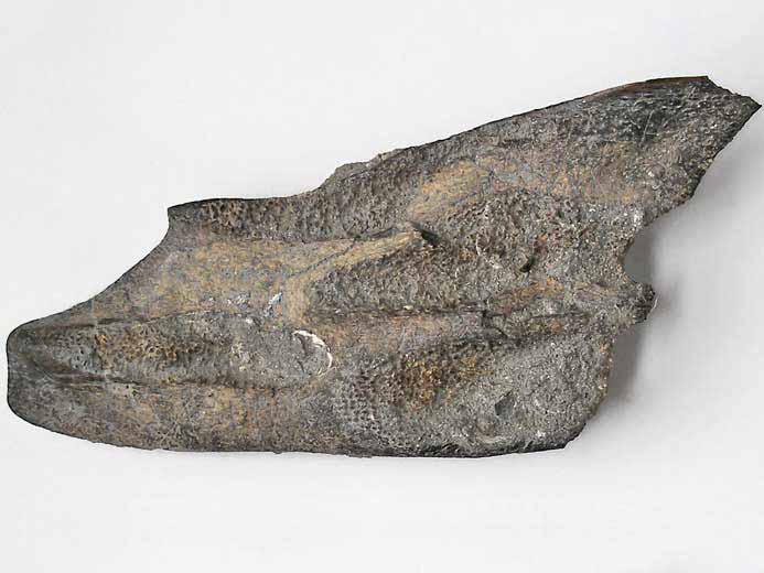Dentition palatine d'Ischyodus egertoni fossile jurassique du Boulonnais