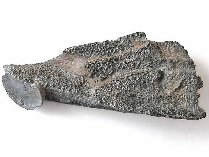 Dentition palatine d'Ischyodus egertoni fossile jurassique du Boulonnais